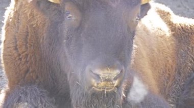 Amerikan bizon veya sadece bison da yaygın Amerikan buffalo ya da sade bir şekilde buffalo, bilinen, Kuzey Amerika'nın meralar büyük sürüler halinde bir kez dolaştı bizon Kuzey Amerika familyasından.