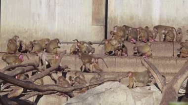 Babunlar, Afrika 'nın belirli bölgelerinde ve Arap Yarımadası' nda doğal olarak bulunan Cercopithecinae alt familyasının bir parçası olan Papio cinsine ait Eski Dünya maymunlarıdır..