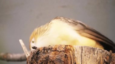 Doğu ve Güney açık ve yarı açık alanları Brezilya, Uruguay, Paraguay, Bolivya ve Kuzeydoğu Arjantin yaygın olarak bulunan sosyal, parazitik guguk kuşu Guira guguk kuşu (Guira guira) olduğunu.