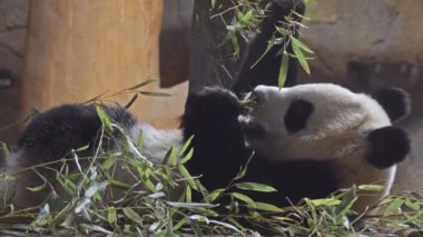 Dev panda panda ayısı veya sadece panda, da bilinir (Ailuropoda melanoleuca, siyah ve beyaz kedi-ayak), ayı yerli-e doğru güney merkezi Çin olduğunu.