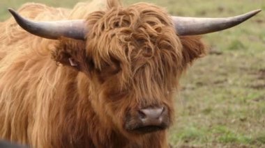 Yayla İskoç sığır ırkı sığırlar. Onlar uzun boynuzları ve renkli siyah, brindle, kırmızı, sarı, beyaz, gümüş veya dun vardır uzun dalgalı kat var ve onlar için öncelikle onların et yetiştirilir.