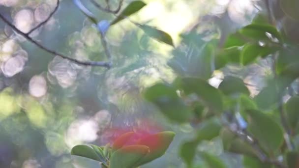 (Photinia) Stranvaesia davidiana, Chinese photinia, is een soort struik geteeld als sierplant. De bloemen zijn wit en groeien in nauwe clusters, gevolgd door kleine pitvruchten vruchten, Oost-Azië. — Stockvideo