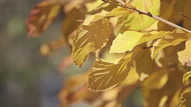 Parocie (nazývaného perský ironwood) je listnatý strom v rodině vilínovité, úzce souvisí s vilín rod Hamamelis. Je to původní v severním Íránu a Jižní Ázerbájdžánu. — Stock video