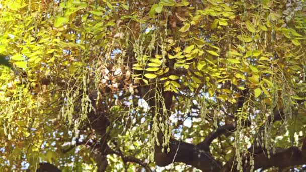 Styphnolobium japonicum Schott, Japán pagoda fa (kínai tudós fa, fa pagoda, Sophora japonica) az alcsalád Faboideae Fabaceae borsó család fafaj. — Stock videók