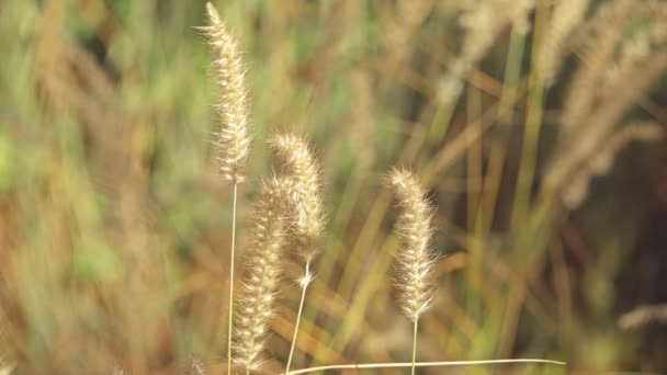 Pennisetum orientale Karley Rose. Pennisetum is wijdverspreide geslacht van planten uit de grassenfamilie, inheems in tropische en warme gematigde gebieden van de wereld. — Stockvideo