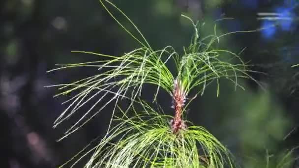 Pinus canariensis, Kanarische Inselkiefer, ist eine Art von Gymnosperm aus der Familie der Nadelgewächse. er ist ein großer, immergrüner Baum, der auf den äußeren Kanarischen Inseln im Atlantik heimisch und endemisch ist. — Stockvideo