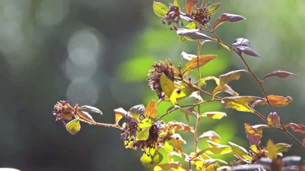 Ceratostigma willmottianum ist eine Blütenpflanze aus der Familie der Pflaumengewächse, die in Westchina und Tibet beheimatet ist.. — Stockvideo
