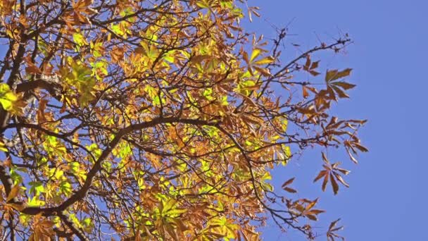 Kasztanowiec zwyczajny to gatunek rośliny z rodziny soapberry i liczi, Sapindaceae. Jest to duży synoecious (hermafrodytyczne wielkokwiatowych) drzewo liściaste,. — Wideo stockowe