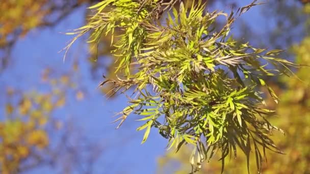 Australische zilvereik, beter bekend als de zuidelijke zijdeachtige eik, silk eik of zijdeachtige eik of Australische zilver eiken, is de grootste soorten in het geslacht Grevillea familie Proteaceae. — Stockvideo