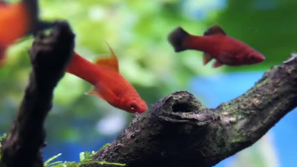 Kırmızı Kuyruksallayan Merhaba Fin Kılıç Swordtail Xiphophorus Sipariş Balık Poeciliidae — Stok video