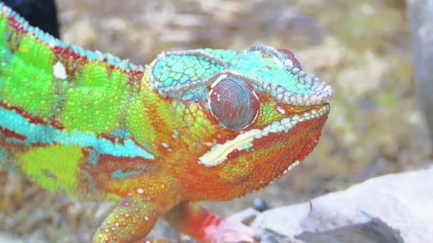 Panter chameleon (Furcifer pardalis) je druh chameleona v východní a severní části Madagaskaru v biomu tropického lesa. Navíc to bylo zavedeno na Réunion a Mauritius.
