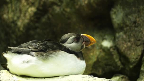 大西洋海 Fratercula Arctica 也被称为共同海 是一个物种的海鸟在雀家庭 它只海原产于大西洋 — 图库视频影像