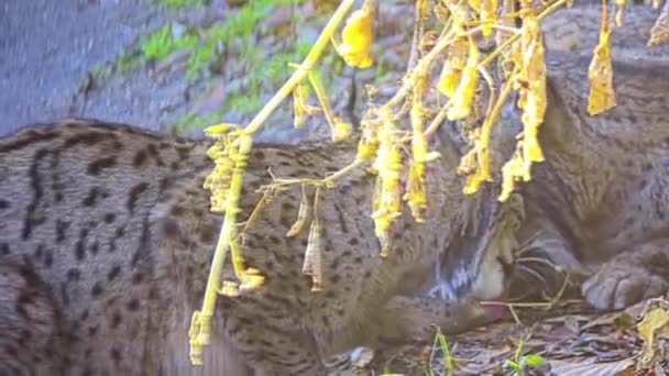 Иберийская Рысь Lynx Pardinus Вид Дикой Кошки Обитающий Пиренейском Полуострове — стоковое видео