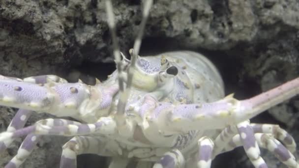 Spiny Istakoz Olarak Bilinen Langustas Langouste Veya Rock Istakoz Palinuridae — Stok video