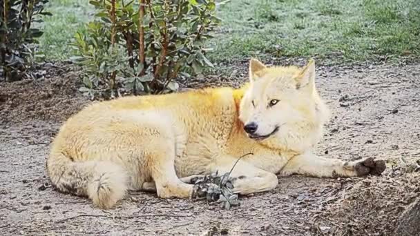Lobo Gris Canis Lupus También Conocido Como Lobo Madera Lobo — Vídeos de Stock