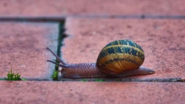 Helix Pomatia Κοινά Ονόματα Roman Snail Burgundy Snail Bedible Snail — Αρχείο Βίντεο