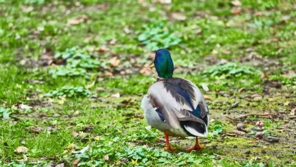 Mallard Anas Platyrhynchos Pertence Subfamília Anatinae Família Anatidae Pássaros Machos — Vídeo de Stock