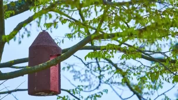 Birdhouse hangs on tree in city park. — Stock Video