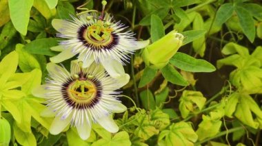 Passiflora, tutku çiçek veya passion üzüm, Aile Passifloraceae cinsi yazın. Onlar çoğunlukla bulutu taşıyan üzüm, bazı çalılar veya ağaçları olmak. Odunsu veya otsu kullanılabilirler.