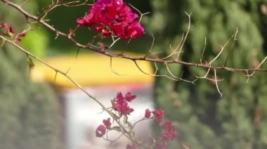 Bougainvillea da buganvilla, bugambilia, bouganvilla, pokok bunga kertas, bougenville, Napolyon, jahanamiya, veranera, trinitaria, Santa Rita, papelillo veya primavera olarak bilinir.