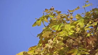 Styphnolobium japonicum Schott, Japon pagoda ağaç (Çin bilim adamı ağaç, pagoda ağaç, Sofora japonica) ağacında alt familya bitki bezelye ailesinin baklagiller familyasından.