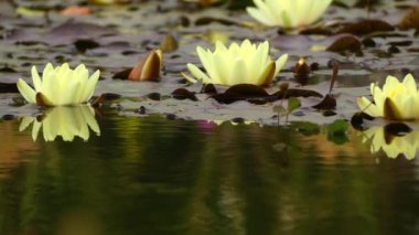 Nymphaea, nilüfergiller ailesinde hardy ve ihale su bitkileri cinsidir. Cins kozmopolit dağılımı gösterir. Cinsi bitkilerin sık nilüferler bilinen.