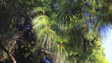 Pinus canariensis, Kanarya Adası Çam, açık tohumlular iğne yapraklı aile Pinaceae familyasından. Büyük, yaprak dökmeyen ağaç yerli ve Atlantik Okyanusu dış Kanarya Adaları için endemik olduğu.