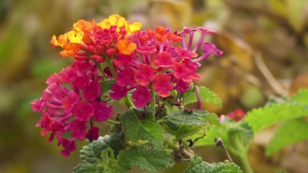 Lantana camara, también conocida como salvia grande (Malasia), salvia silvestre, salvia roja, salvia blanca (Caribe) y tickberry (Sudáfrica), es una especie de planta con flores perteneciente a la familia Verbenaceae. . — Vídeos de Stock