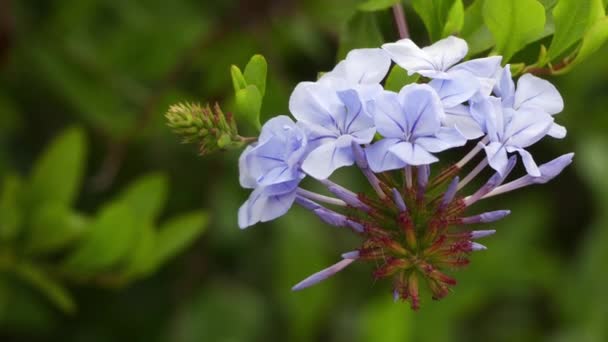 Plumbago auriculata (blå plumbago, Cape plumbago eller Cape leadwort), capensis, är växtart i familjen triftväxter, infödda till Sydafrika. — Stockvideo