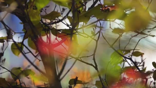 Cotoneaster watereri (Waterer's sr), è un grande arbusto sempreverde appartenente al genere Cotoneaster. È un ibrido, inizialmente di frigido, henrianus e salicifolius. Più tardi anche rugoso e sargentii . — Video Stock