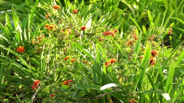Lantana camara, olarak da bilinen büyük adaçayı (Malezya), yaban-adaçayı, kırmızı-adaçayı, beyaz-adaçayı (Karayipler) ve tickberry (Güney Afrika), verbena Verbenaceae aile içinde çiçekli bitki türü olduğunu. — Stok video