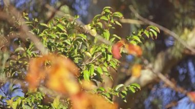 Parrotia persica (yaygın Farsça Ironwood denilen) yakından witch-hazel cins Hamamelis ilgili aile Hamamelidaceae, yaprak döken ağaç var. Anavatanı Kuzey Iran ve Güney Azerbaycan.