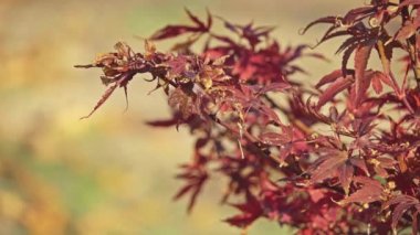 Acer palmatum palmate akçaağaç, Japonca akçaağaç veya düzgün Japonca-akçaağaç (irohamomiji veya momiji) bilinen, odunsu bitki Japonya, Çin, Kore, Moğolistan ve Rusya için yerel familyasından.