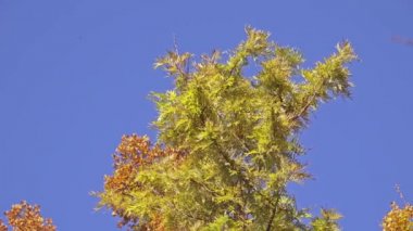 Grevillea robusta, Güney ipeksi meşe, ipek meşe veya ipeksi meşe veya Avustralya gümüş meşe, bilinen en büyük cins Grevillea familyasına ait bir aile Proteaceae.