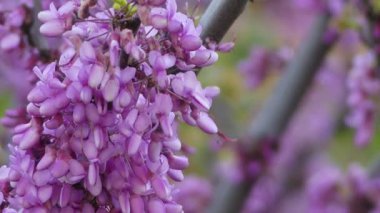 Cercis siliquastrum, erguvan veya Erguvan, olarak bilinen Güney Avrupa ve Batı Asya derin pembe çiçekler onun üretken görüntülemek üzere bahar kaydetti küçük Yapraklı ağaç olduğunu.