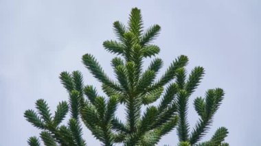Araucaria araucana (maymun yapbozu kuyruğu ağacı veya Şili çamı) her zaman yeşil olan bir ağaçtır. Orta ve güney Şili, batı Arjantin 'e özgüdür..