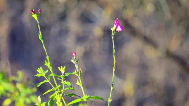 Salvia microphylla (Детский шалфей, шалфей Грэма, шалфей Черной смородины) - многолетний кустарник, обитающий в дикой природе в юго-восточной Аризоне и горах восточной, западной и южной Мексики. . — стоковое видео