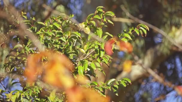 Parrotia persica (gewoonlijk genoemd Perzisch ironwood) is een bladverliezende boom uit familie Hamamelidaceae, nauw verwant aan komt geslacht Hamamelis. Het is inheems in Noord-Iran en Zuidelijke Azerbaijan. — Stockvideo