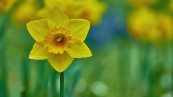 Narcissus (daffodil, daffadowndilly, narcissus e jonquil) é um género botânico pertencente à família Amaryllidaceae.. — Vídeo de Stock