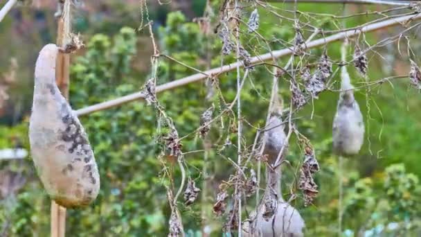 Cucurbita moschata ist eine Art, die ihren Ursprung entweder in Mittelamerika oder im nördlichen Südamerika hat. Dazu gehören Sorten wie Kürbis oder Kürbis. — Stockvideo