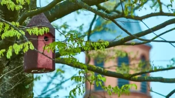 Birdhouse hangt op boom in stadspark. — Stockvideo