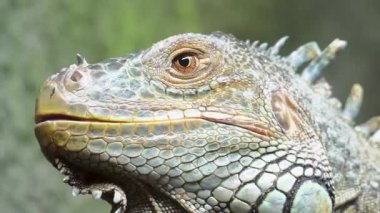 Yeşil iguana,, olarak da bilinen Amerikan iguana, büyük, ağaç, çoğunlukla otçul cins Iguana kertenkele türüdür. Orta, Güney Amerika ve Karayipler için yerel.