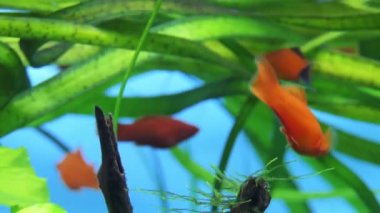 Kırmızı kuyruksallayan Merhaba-fin kılıç (swordtail, Xiphophorus) sipariş balık Poeciliidae ailesinin tatlı su/tuzlu balık türüdür.