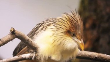 Doğu ve Güney açık ve yarı açık alanları Brezilya, Uruguay, Paraguay, Bolivya ve Kuzeydoğu Arjantin yaygın olarak bulunan sosyal, parazitik guguk kuşu Guira guguk kuşu (Guira guira) olduğunu.