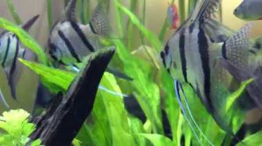 En yaygın angelfish, melek-koi veya tatlı su angelfish, adlandırılan Pterophyllum scalare Pterophyllum esaret altında tutulur en yaygın familyasından.