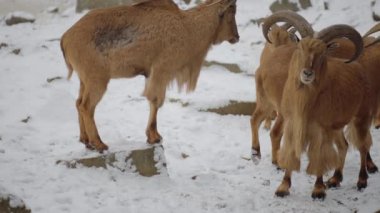 Berberi koyunu (Ammotragus lervia), Kuzey Afrika 'da kayalık dağlarda yetişen bir kapri türüdür. Ayrıca aoudad, waddan, arui ve arruis olarak da bilinir..