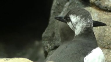 Ortak murre veya ortak guillemot (Uria aalge) büyük auk var. İnce gagalı murre Kuzey Amerika'da da olarak bilinir. Kuzey Atlantik ve Kuzey Pasifik circumpolar dağılımı gösterir.
