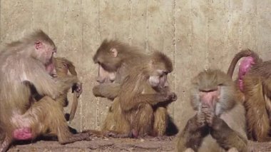Babunlar, Afrika 'nın belirli bölgelerinde ve Arap Yarımadası' nda doğal olarak bulunan Cercopithecinae alt familyasının bir parçası olan Papio cinsine ait Eski Dünya maymunlarıdır..