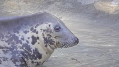 Gri mühür (Halichoerus grypus, kanca burunlu deniz domuz) her iki Kuzey Atlantik Okyanusu kıyısında bulunur. Aile Phocidae veya doğru mühür büyük mühür olduğundan.