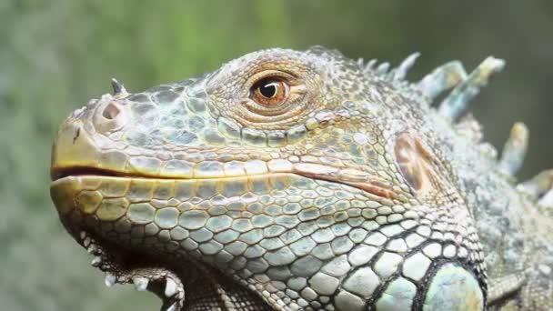 Yeşil iguana,, olarak da bilinen Amerikan iguana, büyük, ağaç, çoğunlukla otçul cins Iguana kertenkele türüdür. Orta, Güney Amerika ve Karayipler için yerel. — Stok video